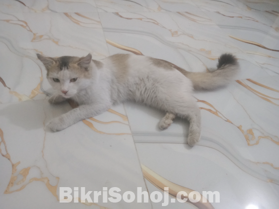 পার্সিয়ান ক্রস বিড়াল